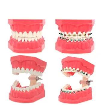 Американские Стоматологические типодонты Практика Чистки Ортодонтических Зубов Модель 1: 1 Размер